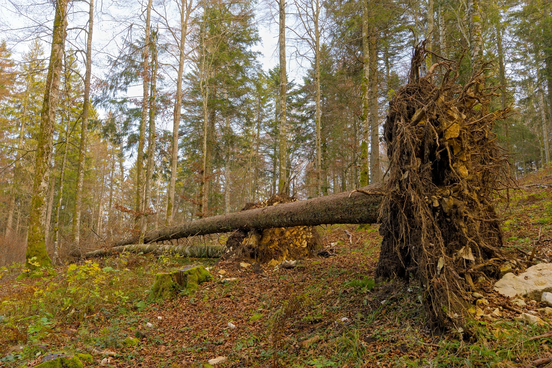 Enlèvement arbre urgence équipe à Auxerre